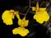 Oncidium_onustum_x_Comparettia_speciosa