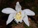 Pleione_grandiflora