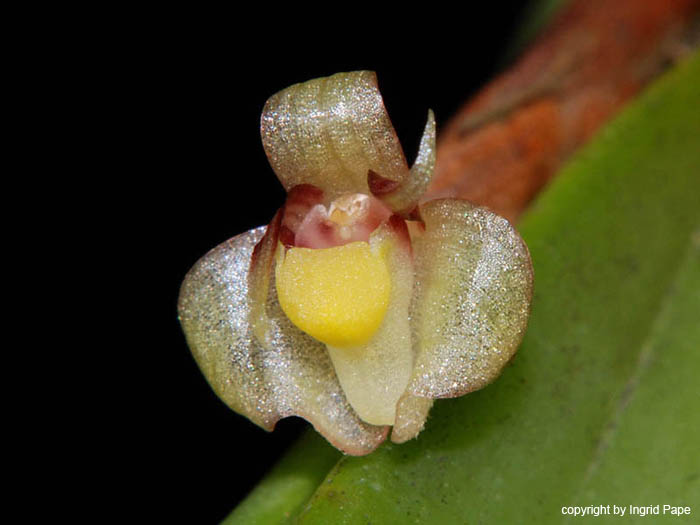 Ceratostylis_himalaica