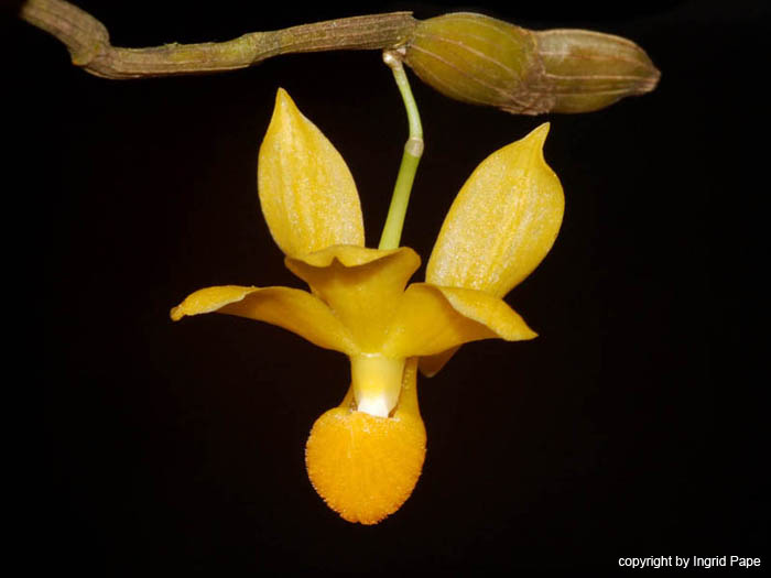 Dendrobium_chrysocrepis