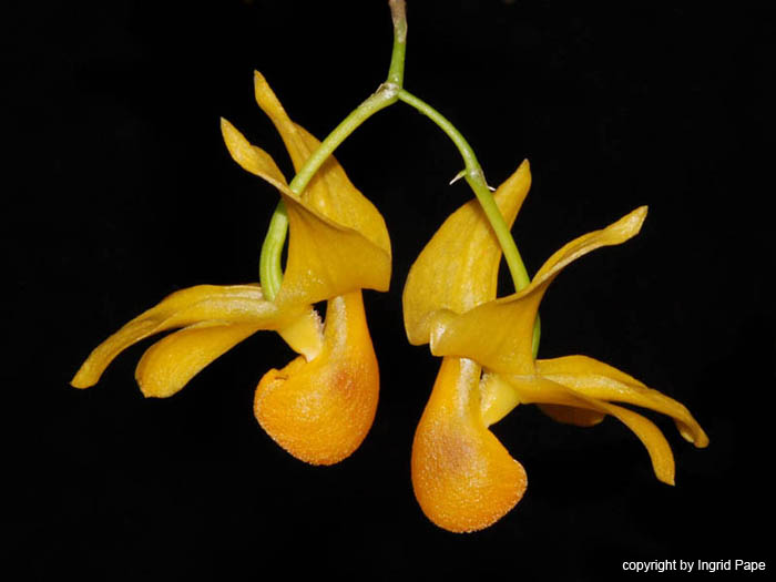 Dendrobium_chrysocrepis2