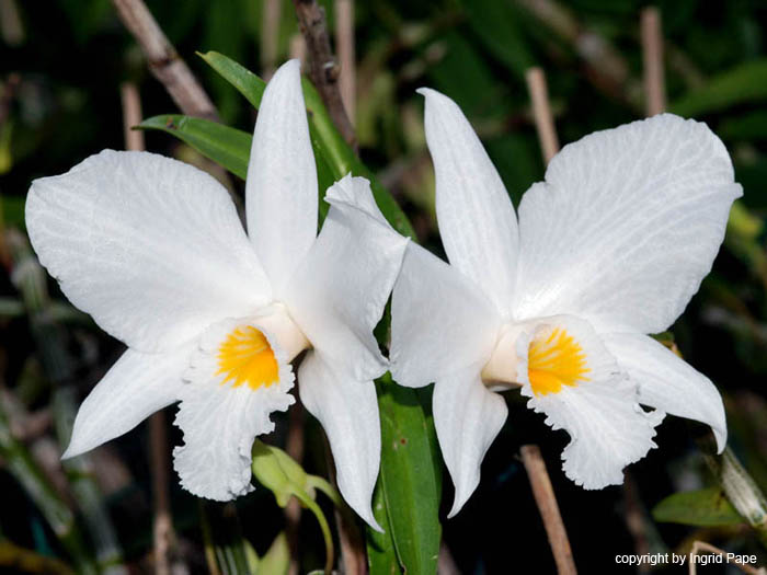 Dendrobium_infundibulum