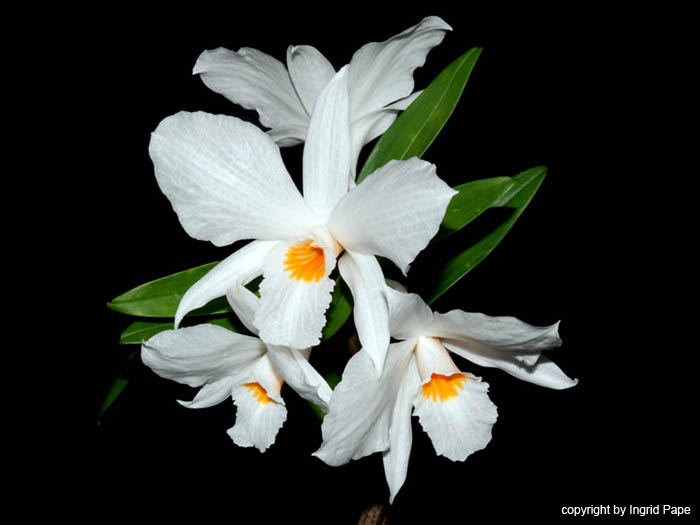 Dendrobium_infundibulum2