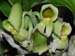 Catasetum_pileatum_pierre_couret_fraglich2