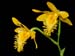 Dendrobium_brymerianum