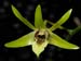 Dendrobium_capra