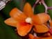 Dendrobium_crocatum