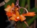 Dendrobium_crocatum2