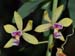 Encyclia_mooreana