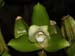 Lycaste_leucantha