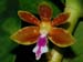 Trichoglottis_tomentosa