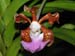 Vanda_insignis