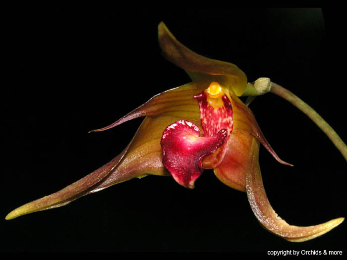 Bulbophyllum_uniflorum