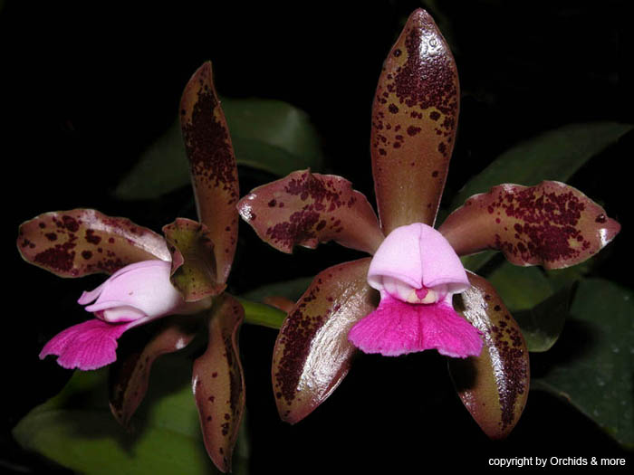 Cattleya_leopoldii_ImperatorxCostadoMato