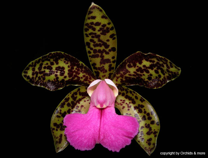 Cattleya_leopoldiixfascelis