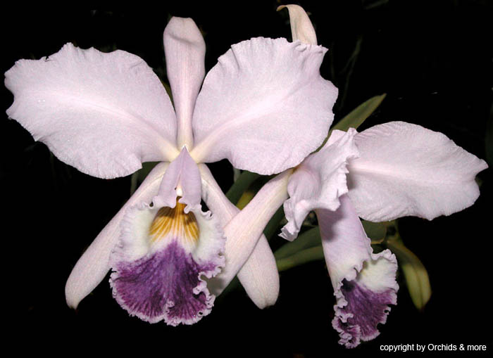 Cattleya_warneri_coerulea