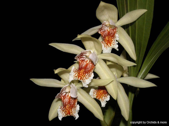 Coelogyne_asperata