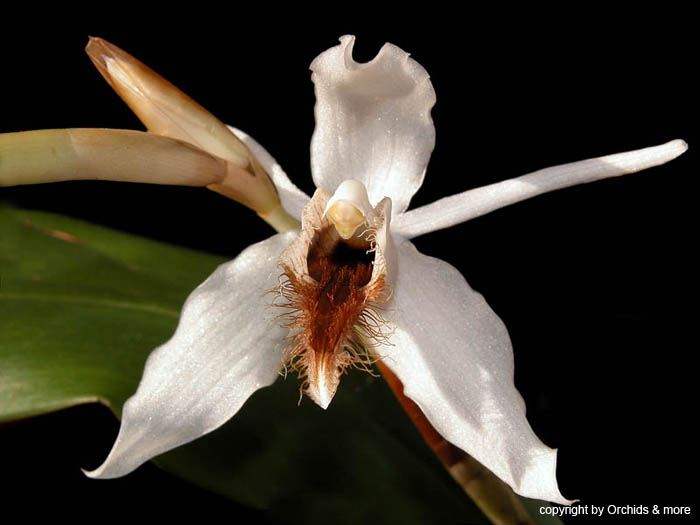 Coelogyne_barbata