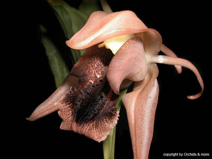 Coelogyne_xyrekes