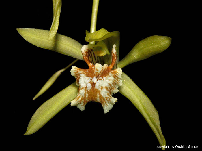 Coelogyne_zurowetzii