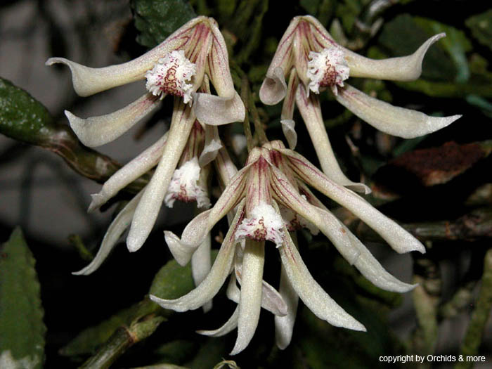 Dendrobium_cucumerinum