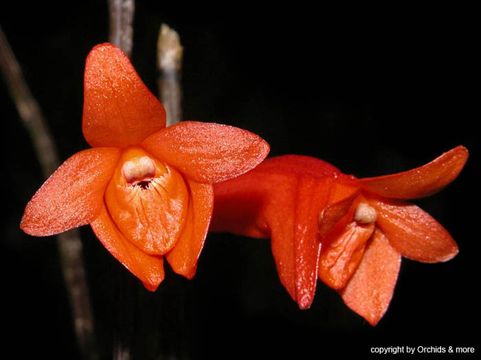 Dendrobium_dillonianum