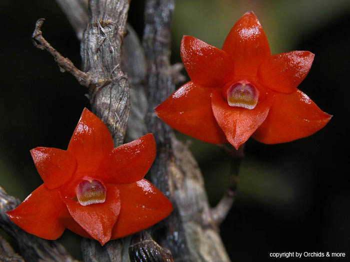 Dendrobium_jakobsonii