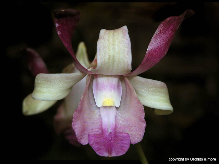 Dendrobium_taurinum