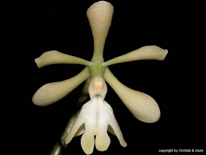 Epidendrum  coronatum