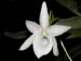 Angraecum_compactum