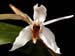 Coelogyne_barbata