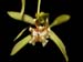 Coelogyne_zurowetzii