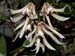 Dendrobium_cucumerinum