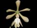 Epidendrum  coronatum