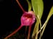 Masdevallia_glandulosa