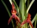 Maxillaria_cucullata