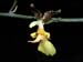 Oncidium_macronix