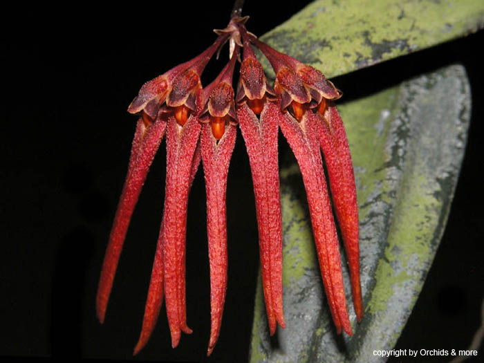 bulbophyllum_thaiorum