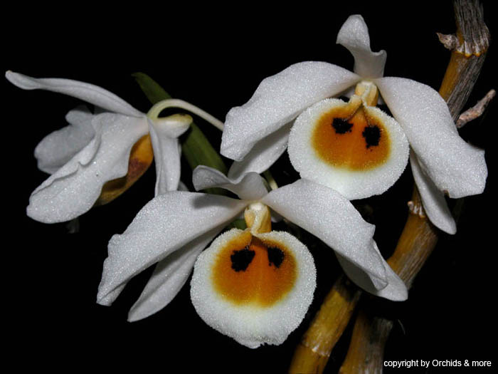 dendrobium_bensonae