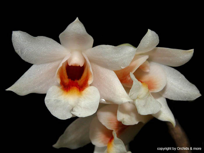 dendrobium_magaritaceum