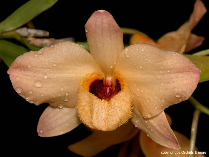 dendrobium_moschatum