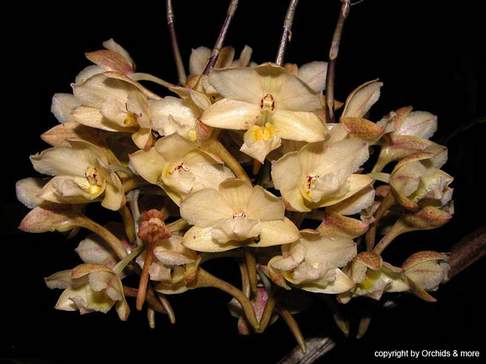 dendrobium_profusum_gelb