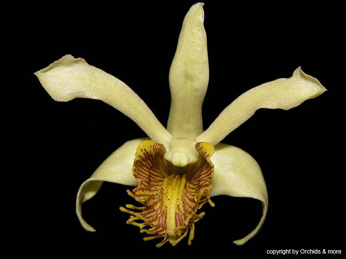 dendrobium_venustum