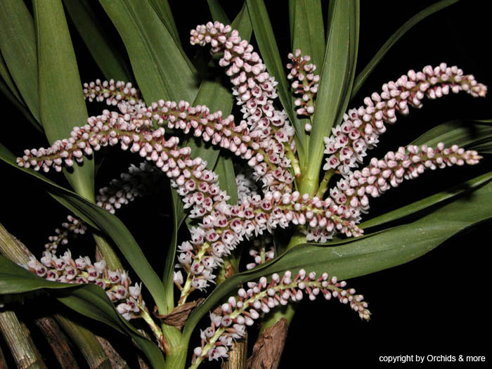 eria_multiflora