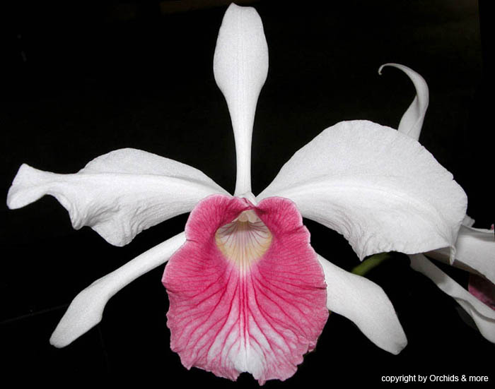 laelia_purpurata_carnea