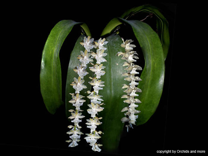 Diaphananthe_pellucida