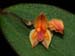 Lepanthes_costariciensis