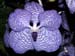 Vanda_coerulea