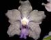 Vanda_coerulea_x_Rhynchost._coelestis_x_V._tesselata