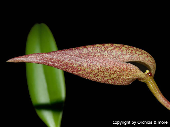 Bulbophyllum_arfakianum